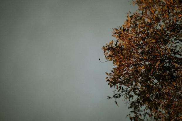 <h1>Book an Appointment</h1>